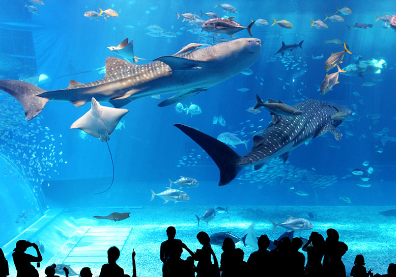 「沖縄美ら海水族館」と個性ある３つの離島をめぐる沖縄北部ドライブコース