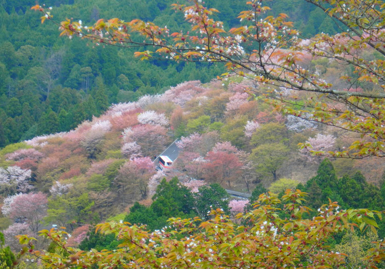 벚꽃이 만개한 나라의 요시노산을 둘러보는 꽃구경 코스